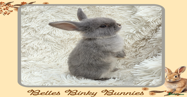 Mini Lop rabbits - Advert 8