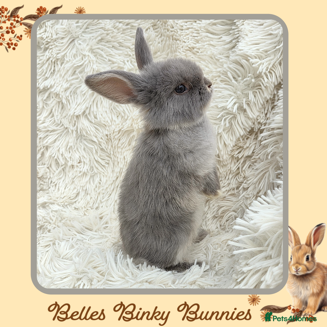 Mini Lop rabbits for sale: 🧡 Beautiful Baby Mini Lop Doe 🧡 Reserve Now 🧡 - Image 2
