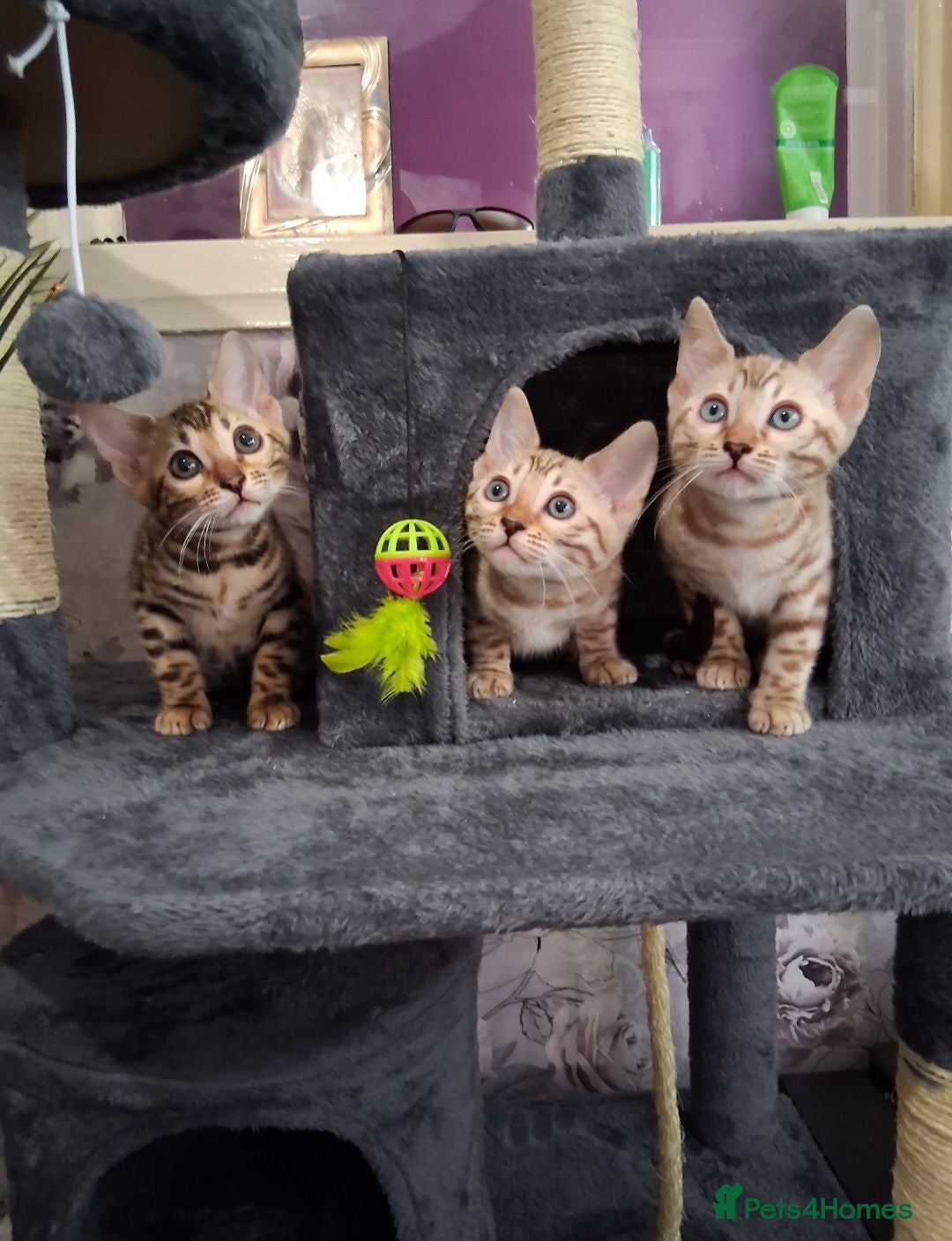 Bengal cats Tica reg. Bengal Kittens  - Advert 1