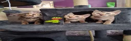 Bengal cats for sale: Tica reg. Bengal Kittens  - Advert 1