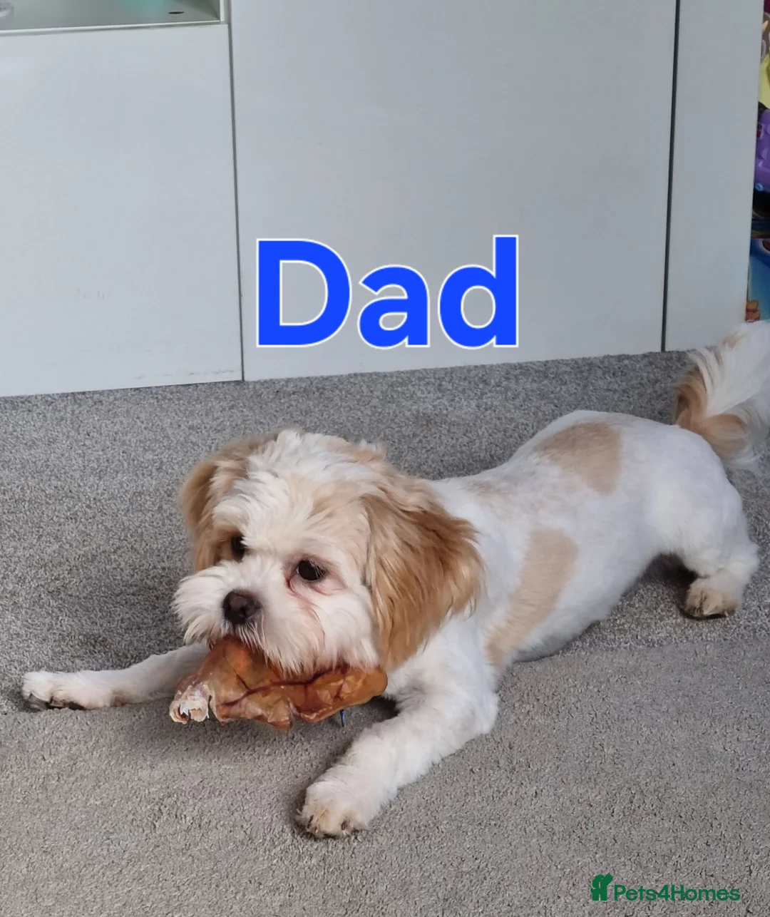 Shih Tzu dogs for sale: Shih tzu puppies for sale - Advert 16
