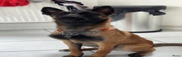 Belgian Shepherd Dog dogs for adoption: 6 month old female Belgian malinois  - Advert 4