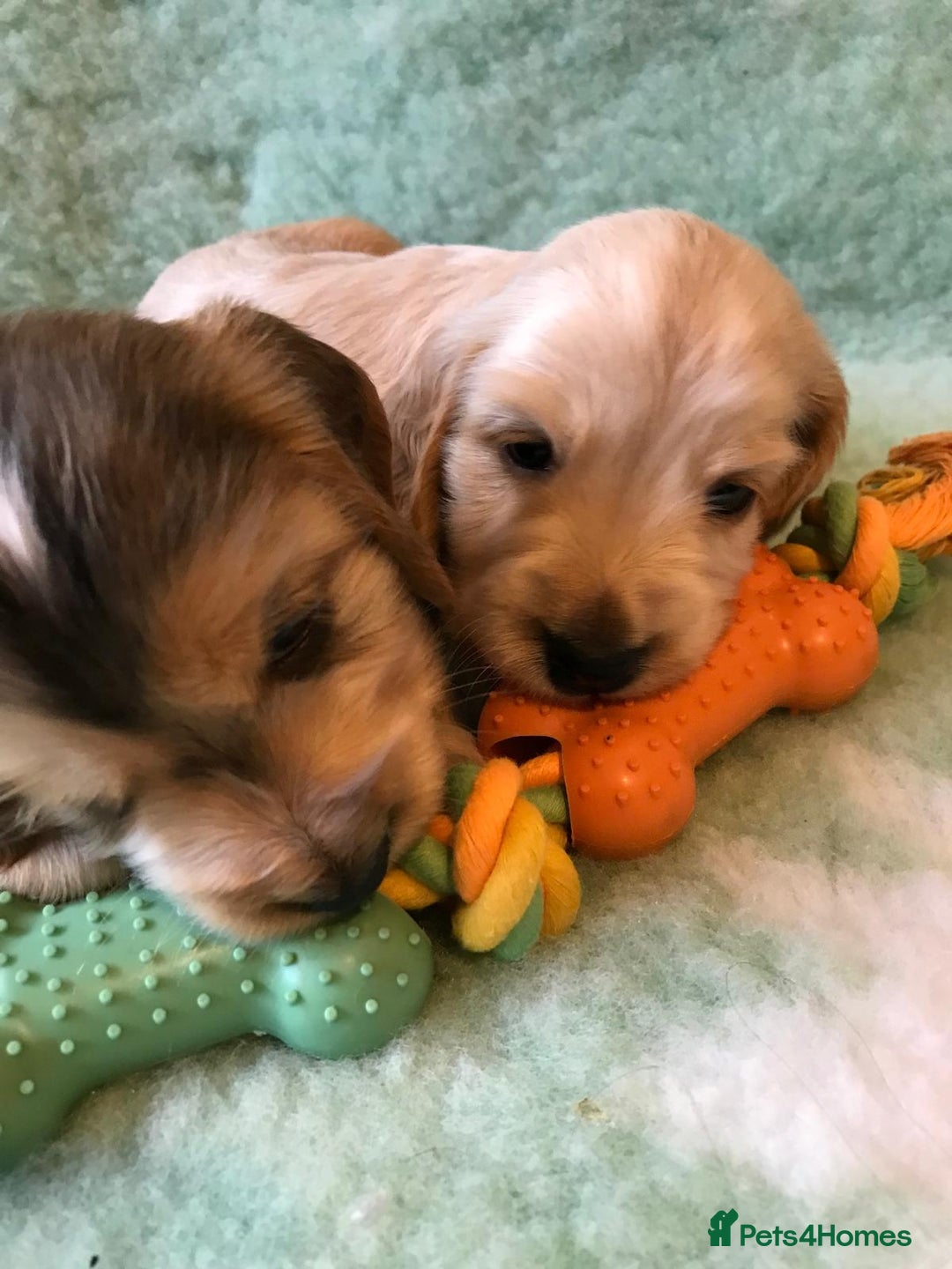 Cocker Spaniel dogs for sale: Show Type Health Tested, KC Reg puppies  - Image 26