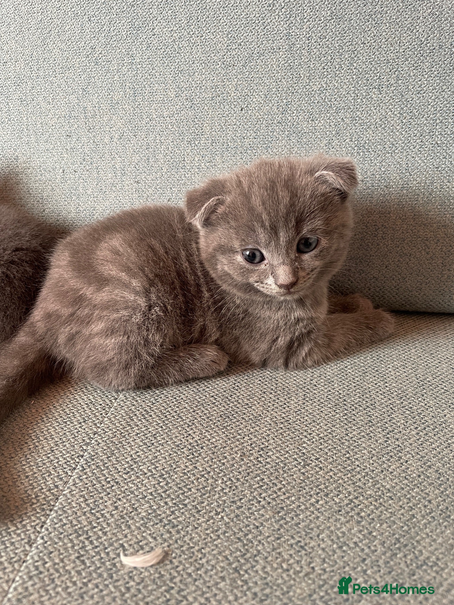 Mixed Breed cats Scottish mixed kittens  - Advert 18