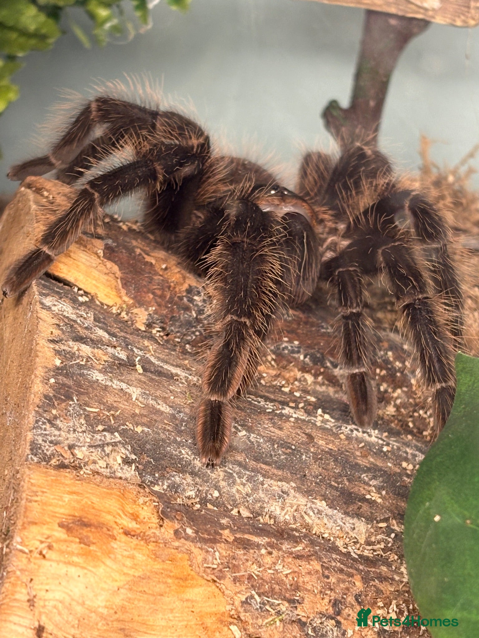 Tarantulas invertebrates Mix of Tarantulas needing new home - Advert 5