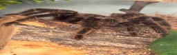 Tarantulas invertebrates for sale: Mix of Tarantulas needing new home in Newcastle upon Tyne - Advert 1