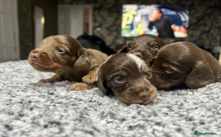 Miniature Dachshund dogs - Advert 14