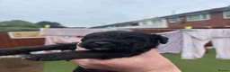 Patterdale Terrier dogs for sale: 🔥🔥ROSIE & BOBS LITTER🔥🔥 in Liverpool - Advert 5