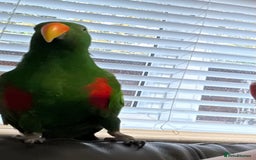 Parrots birds for sale: Male Eclectus parrot - Image 3