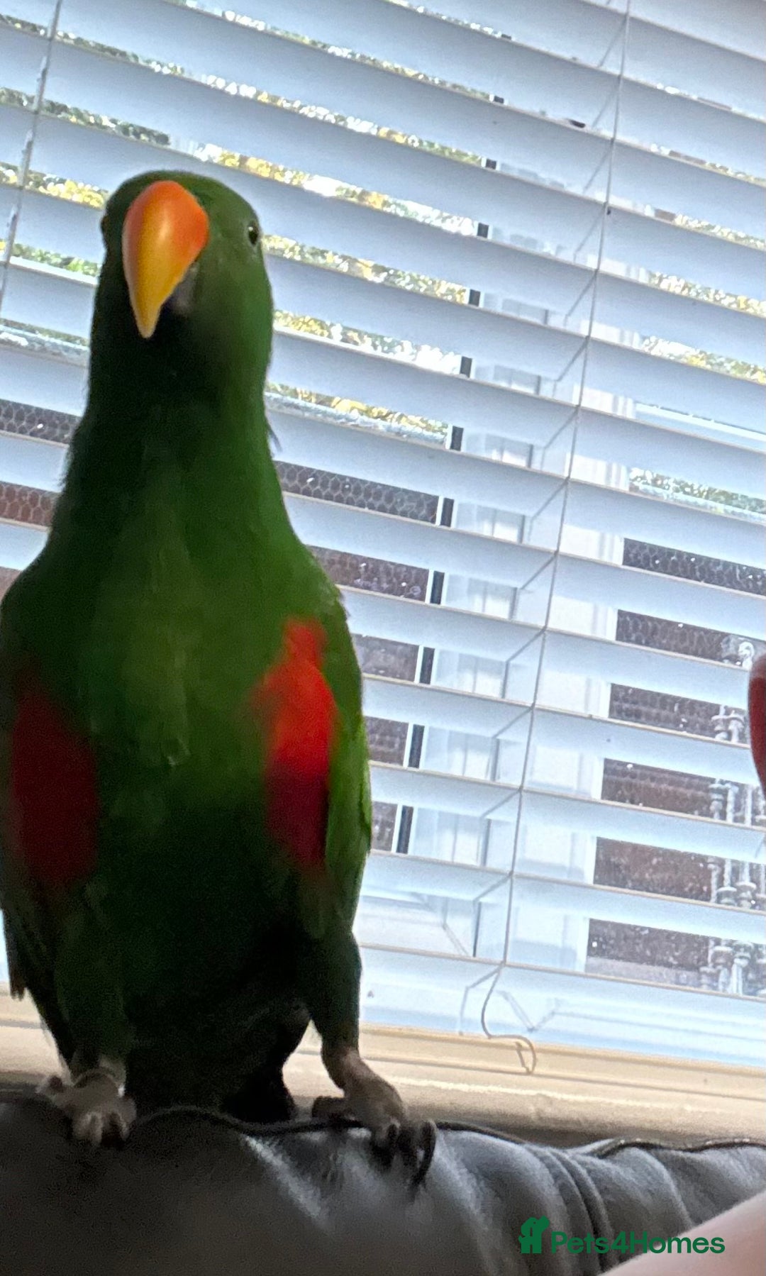 Parrots birds for sale: Male Eclectus parrot - Image 3