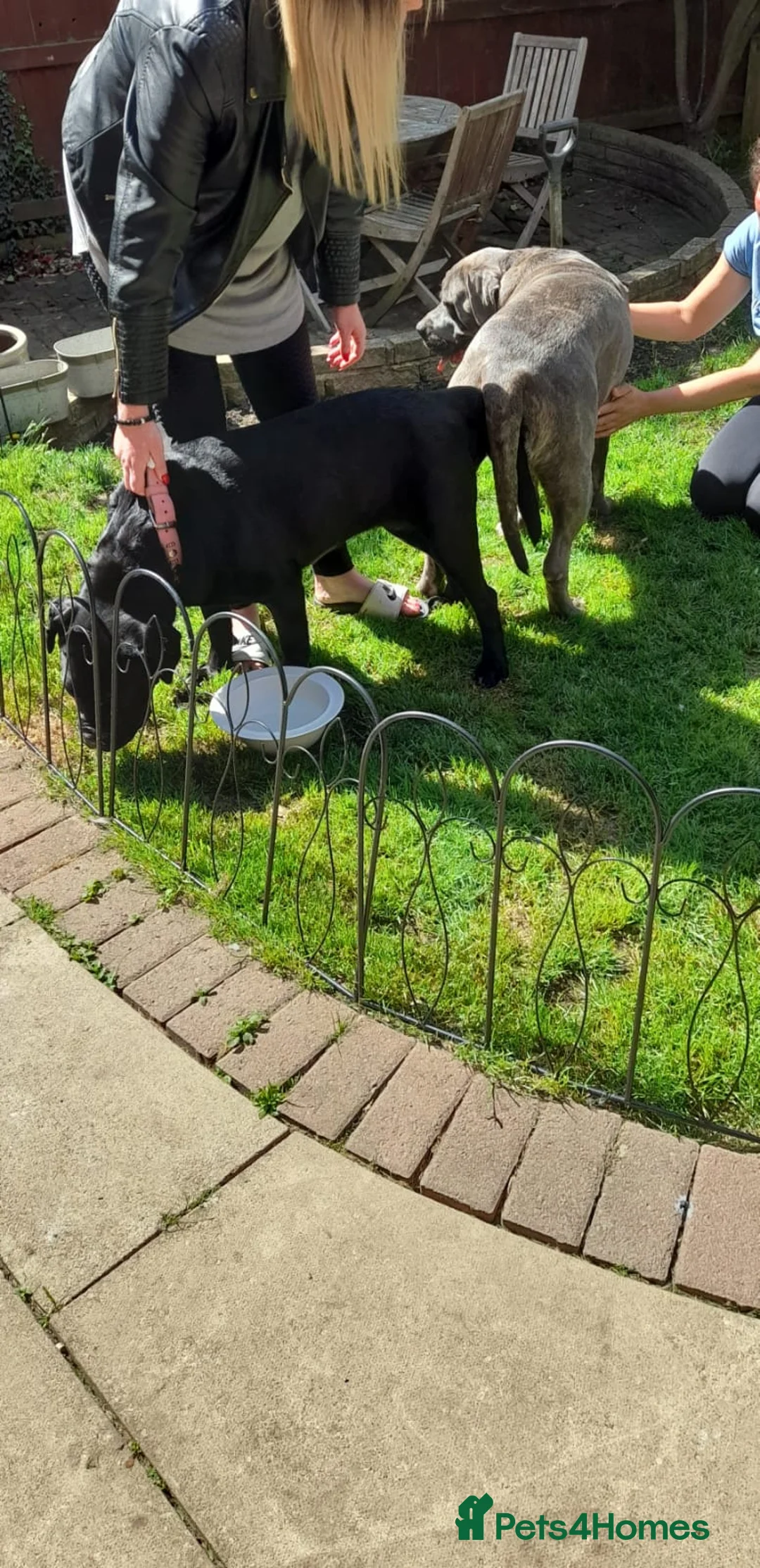 Cane Corso dogs for stud: Proven Cane Corso for stud in Leicester - Advert 12