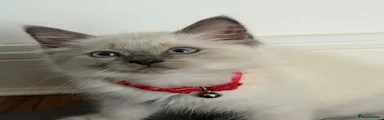 Ragdoll 3