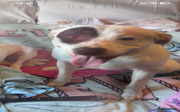 Staffordshire Bull Terrier dogs for sale: Dog for sale  - Image 3