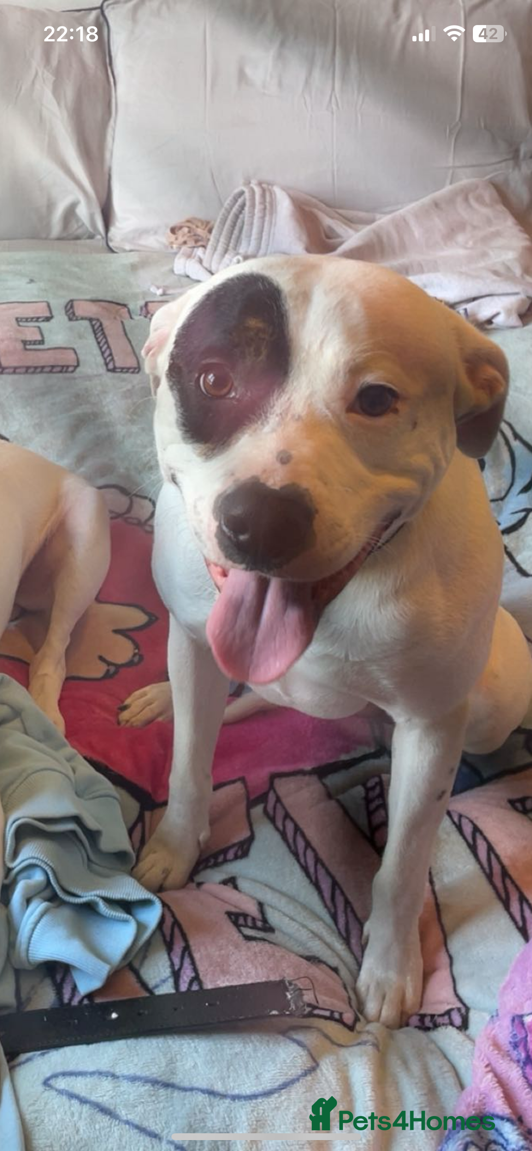 Staffordshire Bull Terrier dogs for sale: Dog for sale  - Image 3