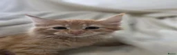 Maine Coon cats for sale: 🐾 Beautiful Maine Coon Kittens 🐾 - Advert 18
