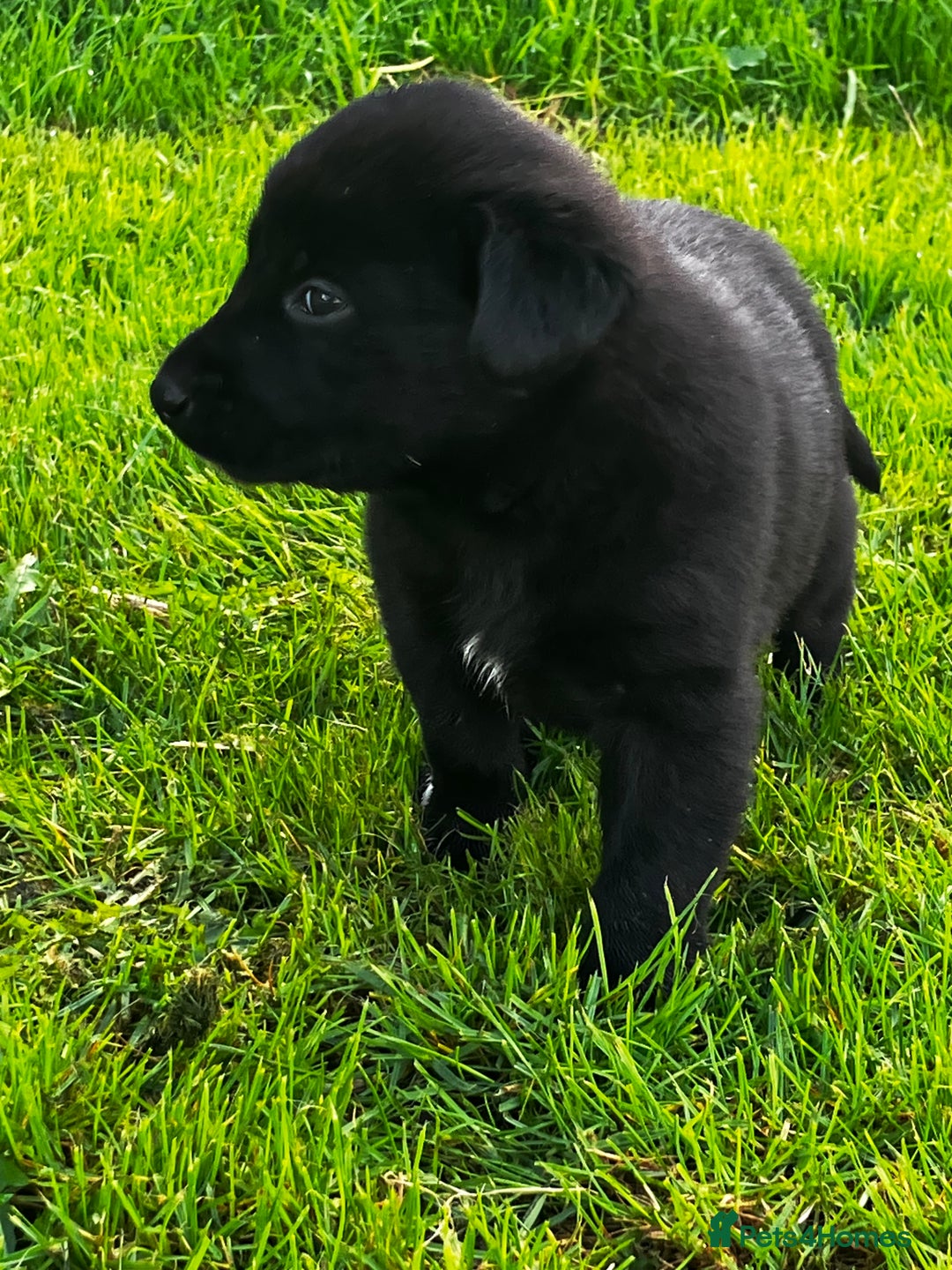 Borador dogs for sale: Collie X Labrador Puppies  - Image 4