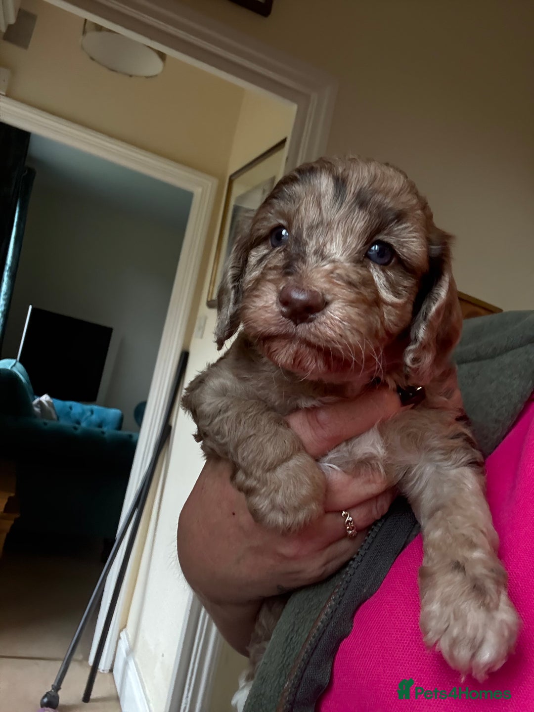 Cockapoo dogs for sale: F1 Cockapoos  - Image 9
