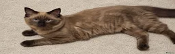 Ragdoll cats for sale: Purebred Cherubim (Mink) & Traditional Ragdolls - Advert 1