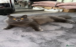 British Shorthair cats for sale: British Shorthair Cats - Image 3