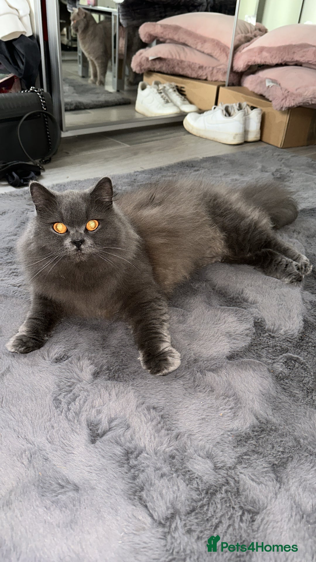 British Shorthair cats for sale: British Shorthair Cats - Image 3