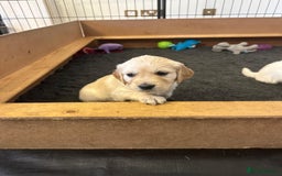 Golden Retriever dogs for sale: Beautiful pedigree Golden Retriever puppies  - Image 10