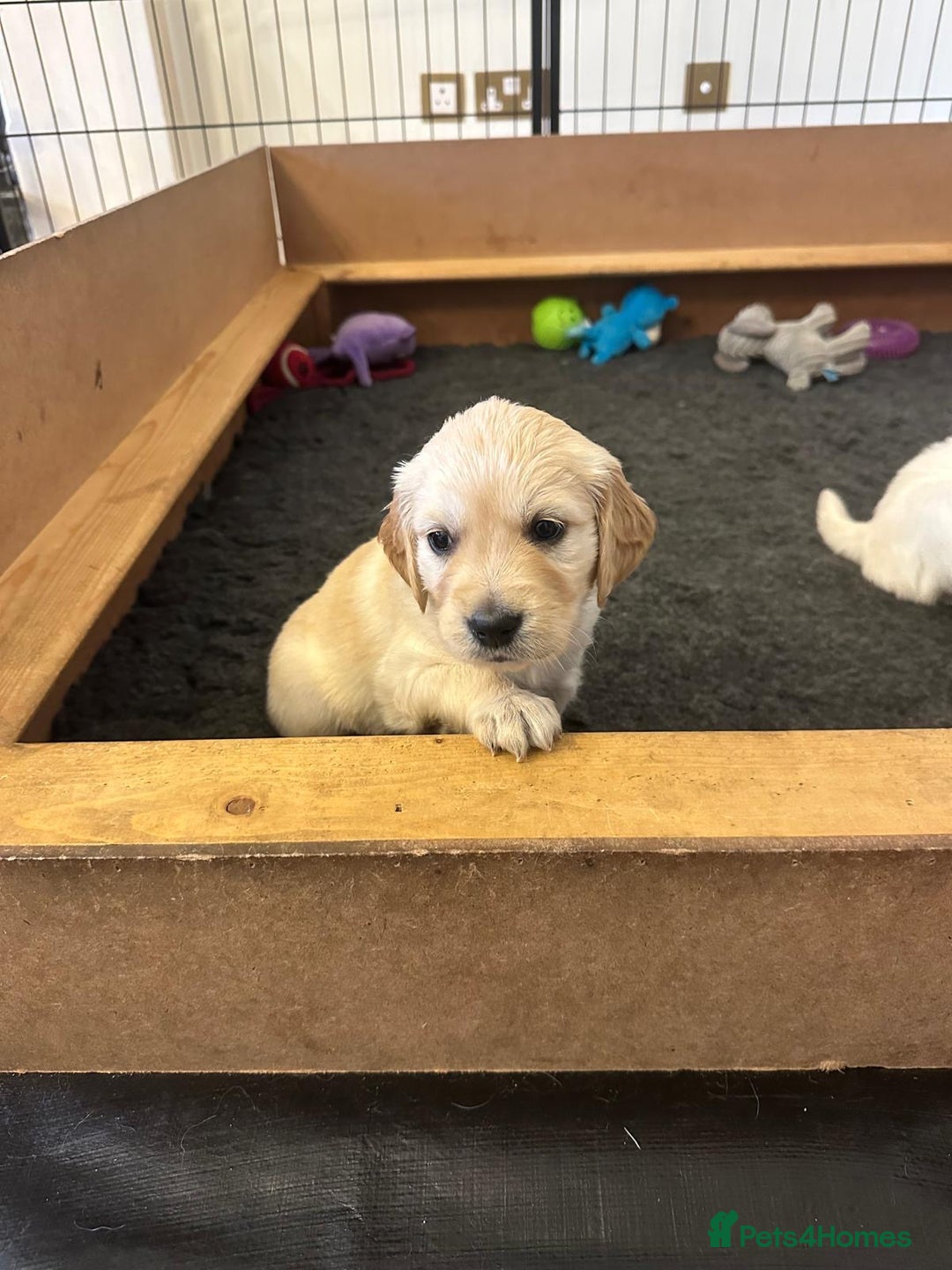 Golden Retriever dogs for sale: Beautiful pedigree Golden Retriever puppies  - Image 10