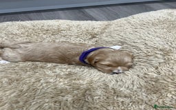 Maltipoo dogs for sale: 5 Gorgeous F1 Maltipoo Puppies *4 Girls Available* - Image 6