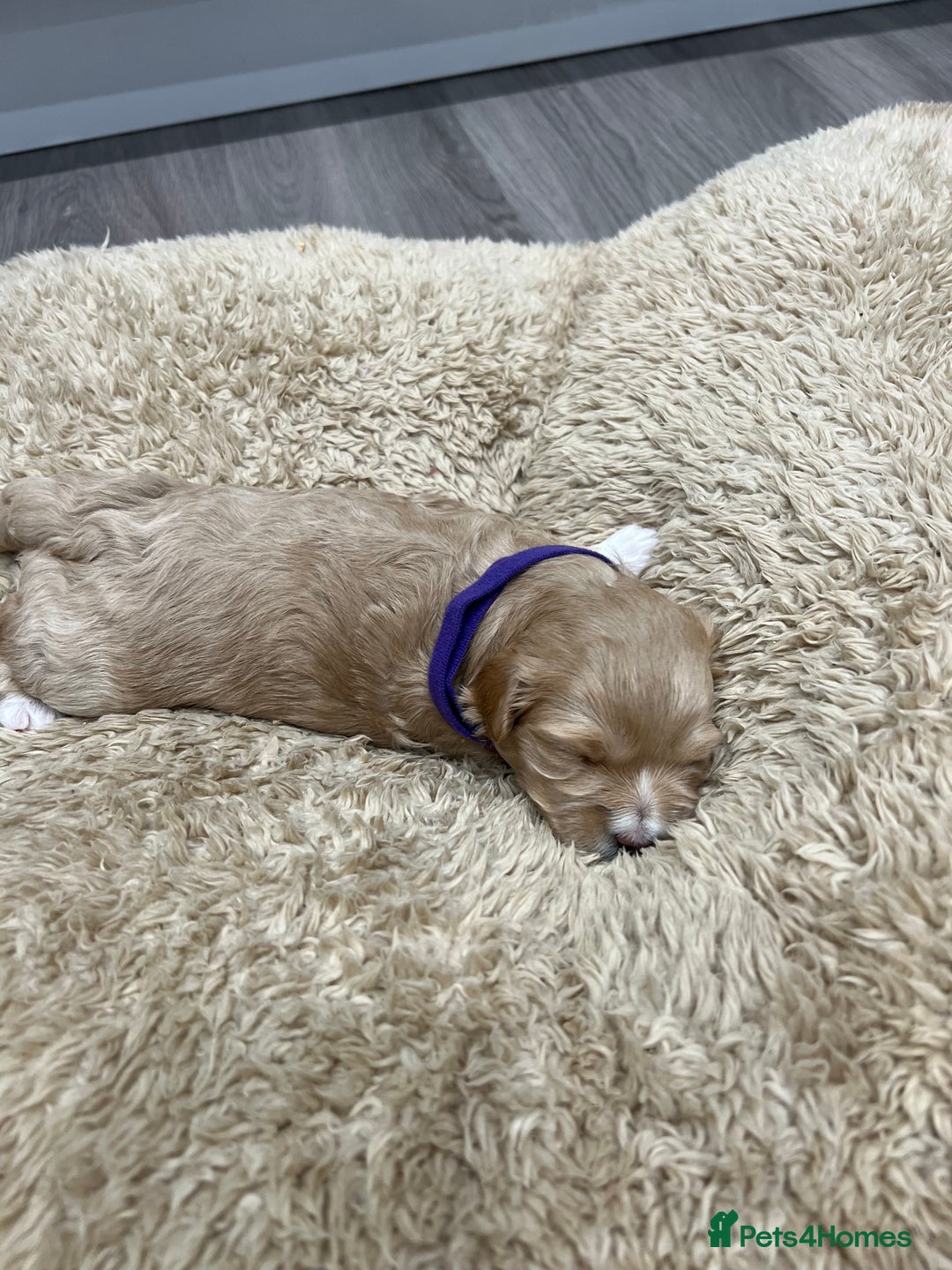 Maltipoo dogs for sale: 5 Gorgeous F1 Maltipoo Puppies *4 Girls Available* - Image 6