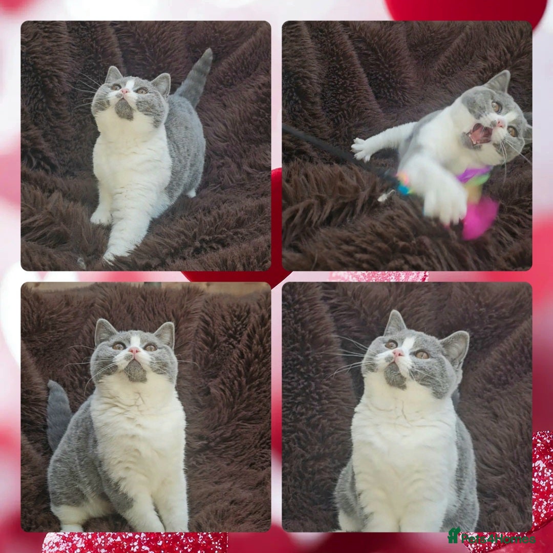 British Shorthair cats 4 perfect british shorthair kittens  - Advert 1