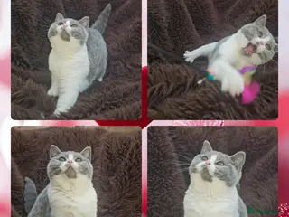 British Shorthair cats 4 perfect british shorthair kittens - Advert 1