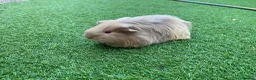 Guinea Pig rodents for sale: Guinea Pigs - Advert 7