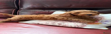 Cockapoo Puppy 4