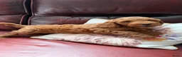 Cockapoo dogs for sale: F1B 1 boy left 💛 - Advert 2