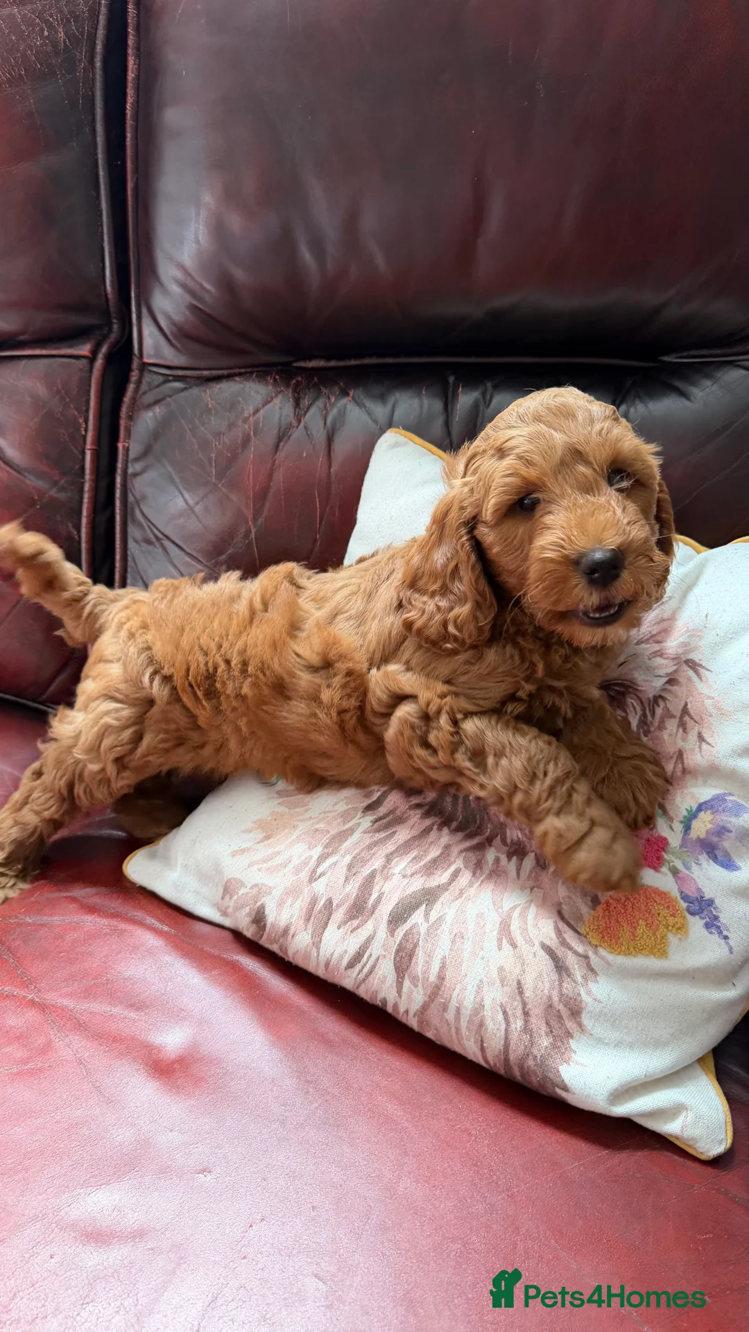 Cockapoo dogs for sale: F1B 1 boy left 💛 - Advert 2