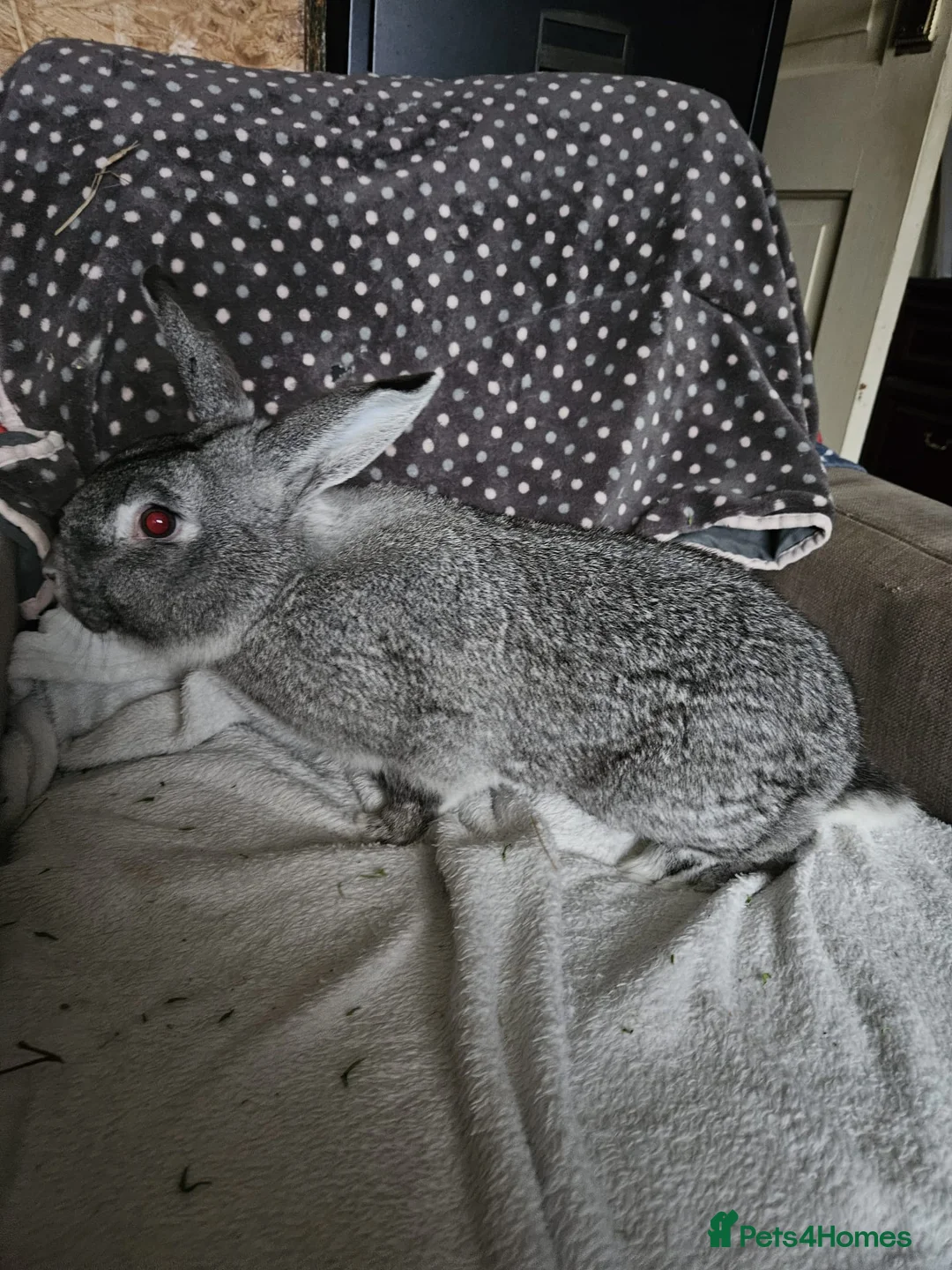 Californian rabbits for sale: Chinchilla Californian boy - Advert 5