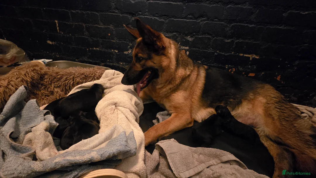 German Shepherd dogs for sale: German Shepherd Pups - just born 18.03 in Buxton - Advert 1