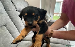 Rottweiler dogs for sale: ROTTWIELER puppies - Image 4
