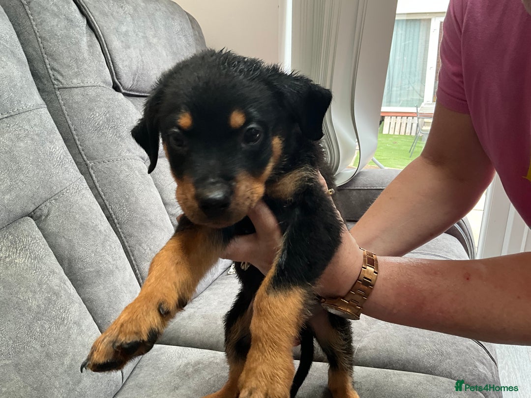 Rottweiler dogs for sale: ROTTWIELER puppies - Image 4