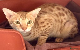 Savannah cats for sale: Adult cinnamon spotted F3 Savannah female cat - Image 1