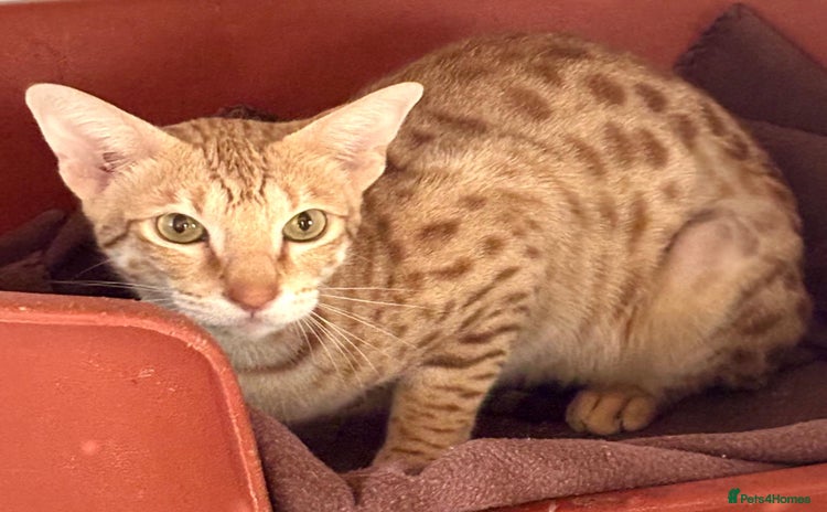 Savannah cats - Advert 1