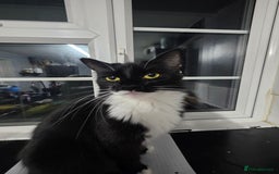 British Longhair cats for sale: Cat for sale  - Image 1