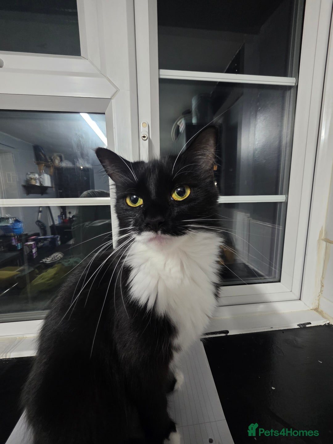 British Longhair cats for sale: Cat for sale  - Image 1
