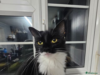 British Longhair cats - Advert 34