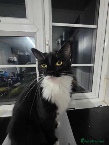 British Longhair cats - Advert 35