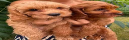 Cavapoo dogs for sale: Adorable F1 Cavapoo boy puppies - Advert 4