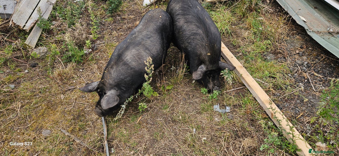 Pig livestock for sale: Miniature sows for sale  - Image 3