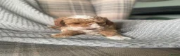 Miniature Poodle dogs for sale: Beautiful apricot and white miniature poodle girl in Ayr - Advert 5