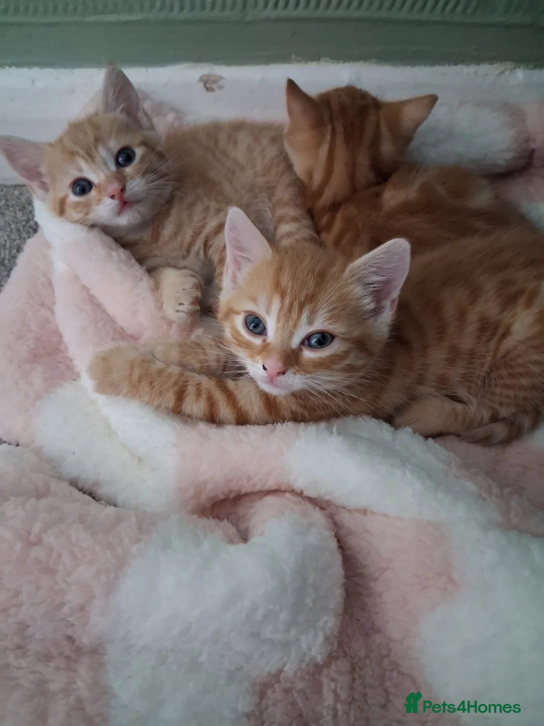 Domestic Shorthair cats for sale: 3 gorgeous ginger male kittens - Advert 3