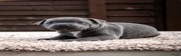 Staffordshire Bull Terrier dogs for sale: Amazing Staffordshire bull terrier litter!  in Welwyn Garden City - Advert 12