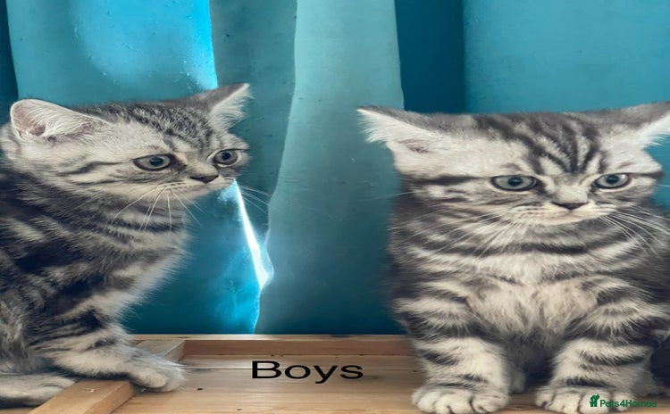 British Shorthair cats - Advert 2